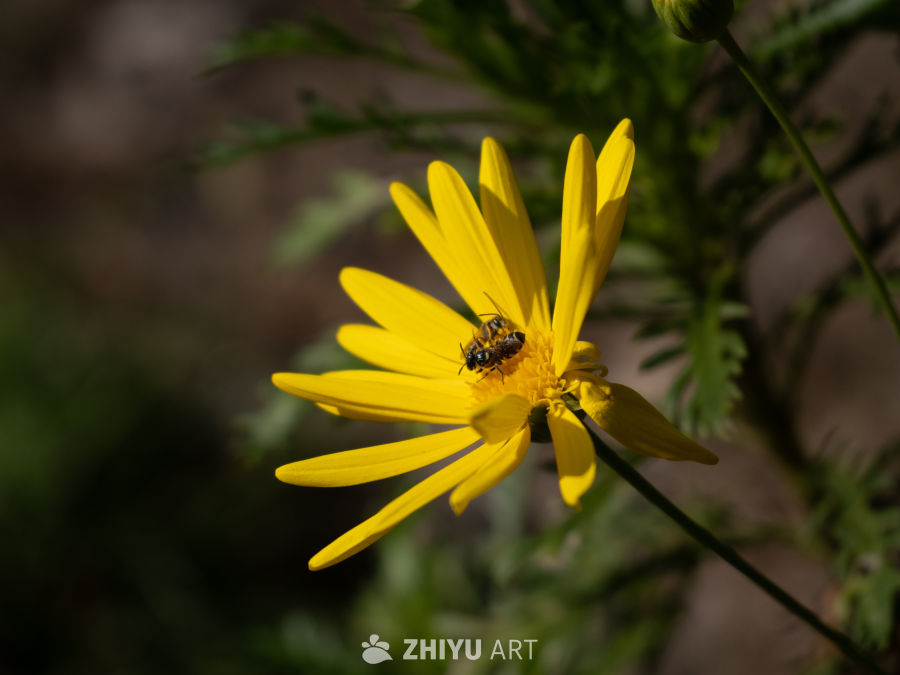 蜜蜂采蜜：一朵黄花的特写