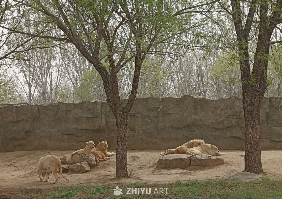 狮子在树下休息