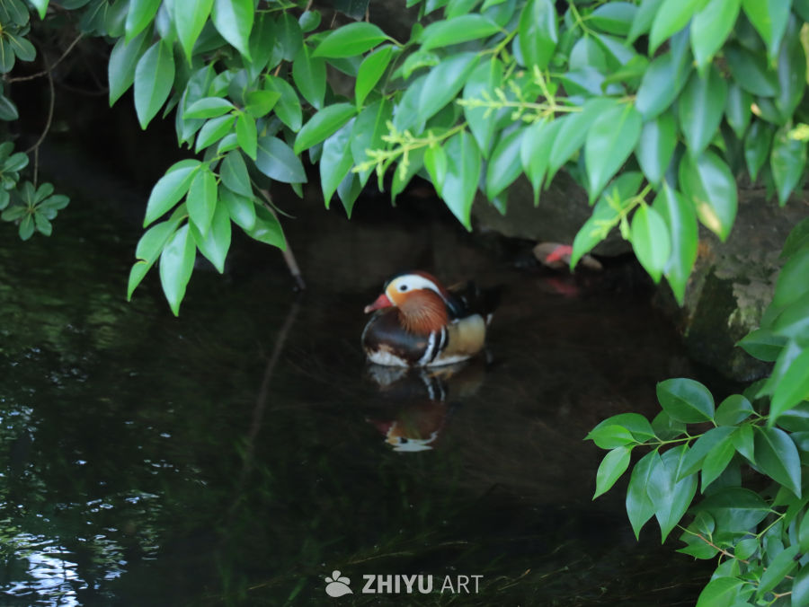 湖畔鸳鸯静谧时光