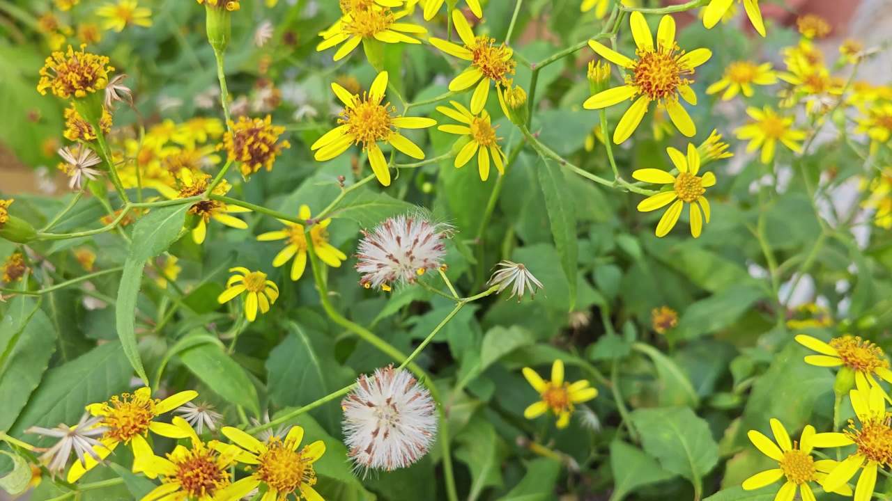 4K微风小黄花千里光蒲公英