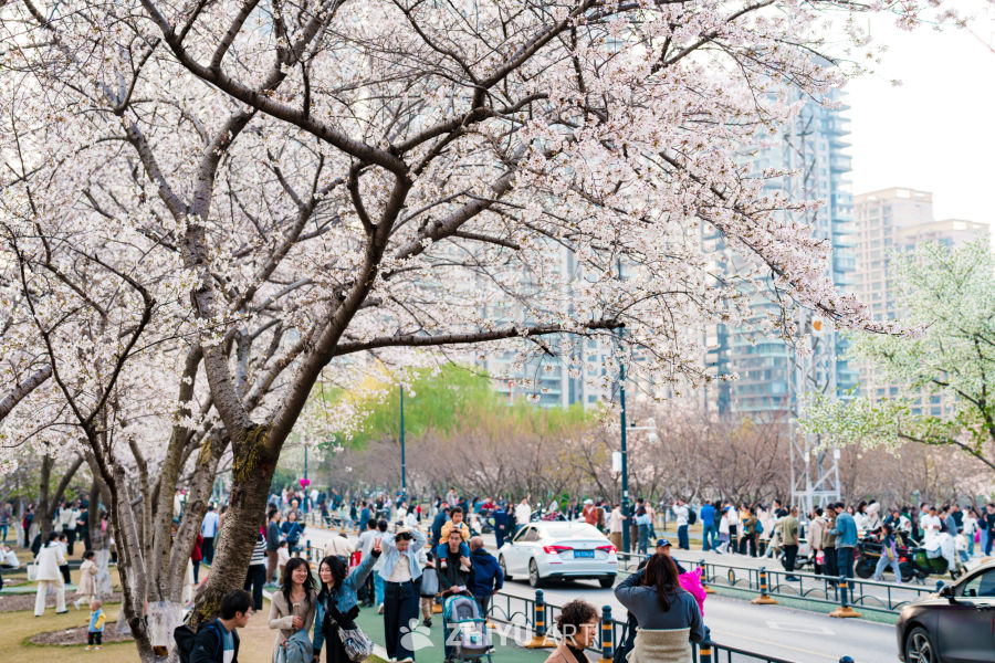武汉西北湖公园樱花