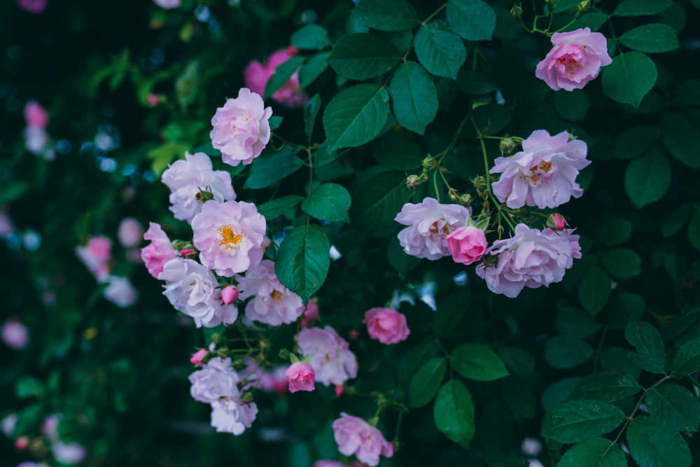 蔷薇花开