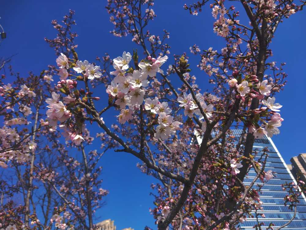 樱花