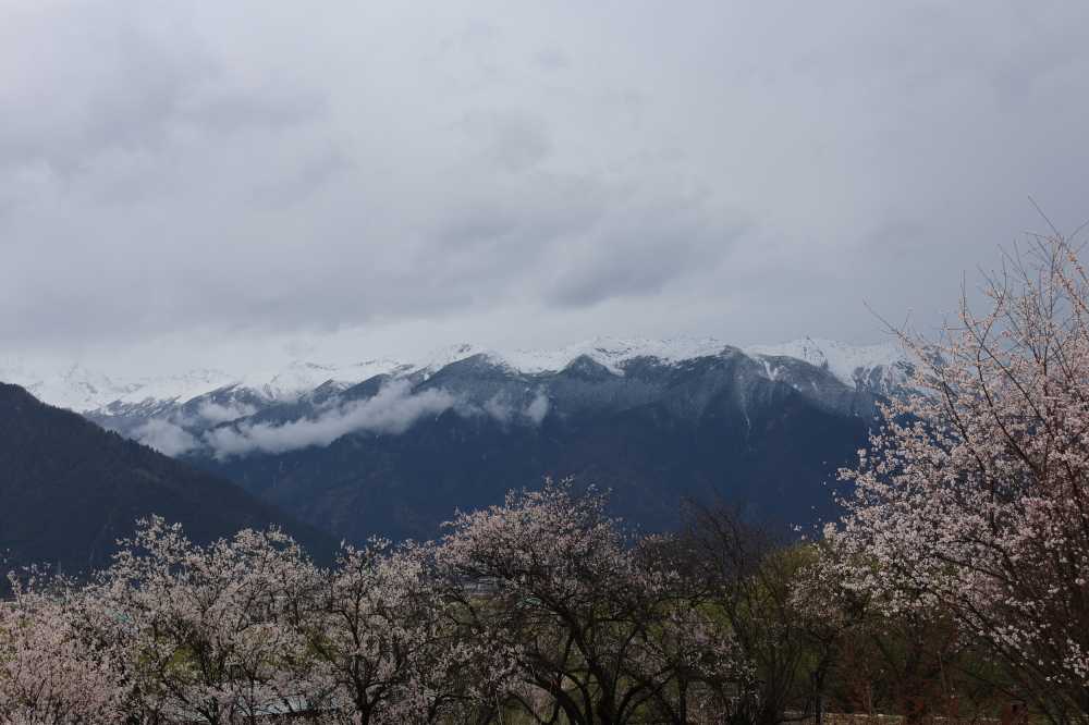 雪山下的桃花林