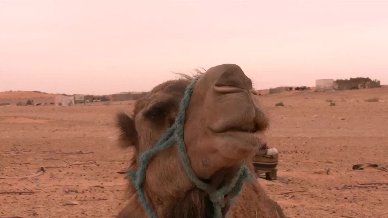 单峰骆驼沙漠哈马马特