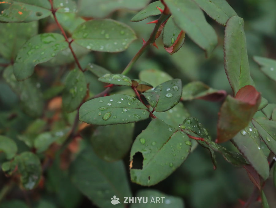 雨后绿叶上的露珠