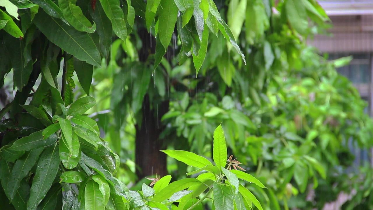 大雨芒果叶