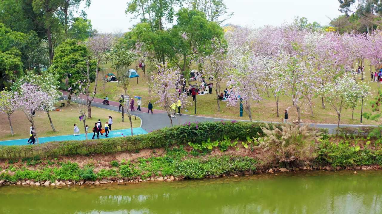 珠海市民赏黄花风铃花木景观 
