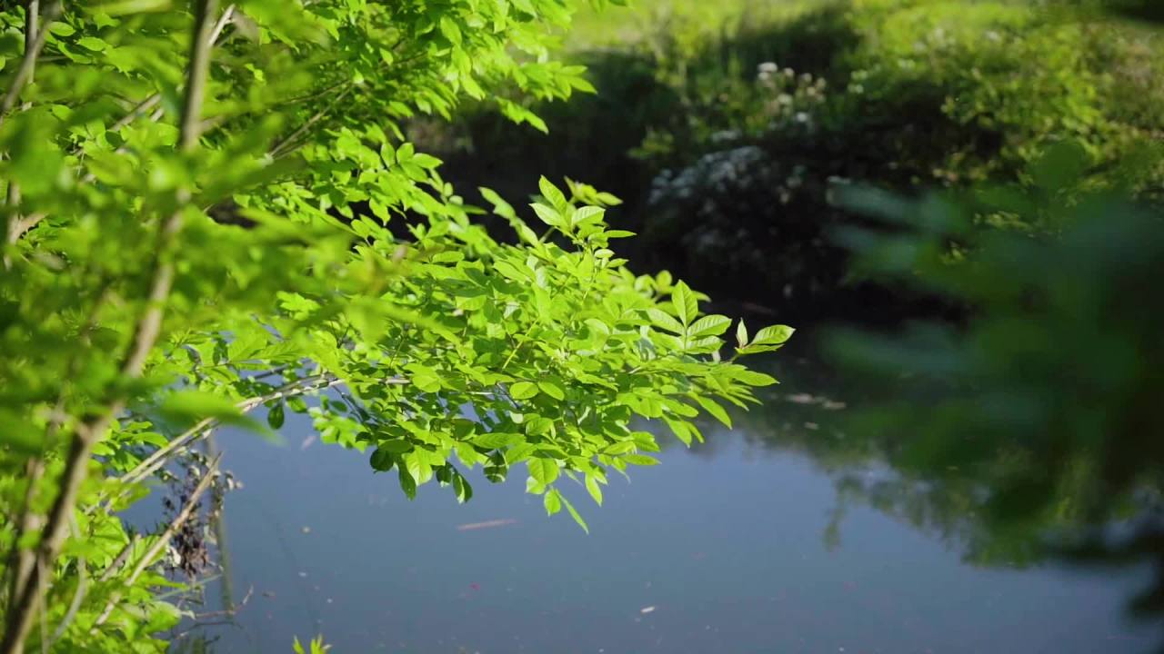 静谧的湖畔
