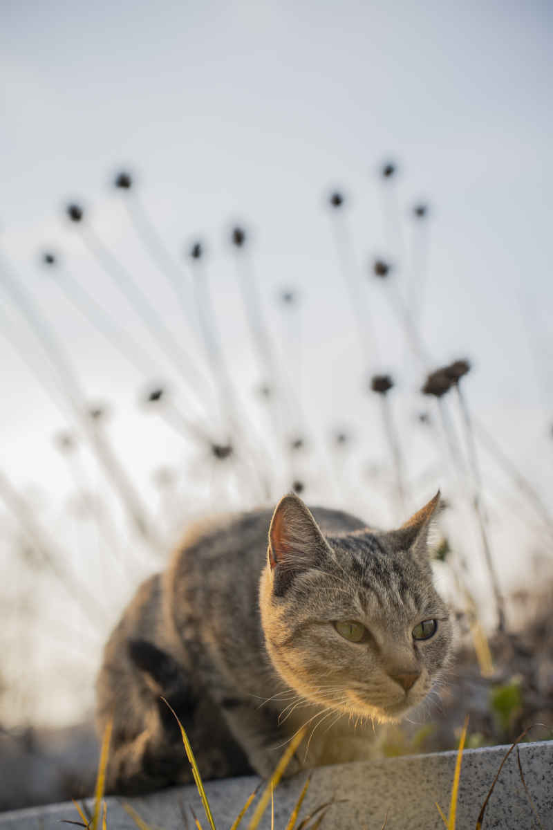猫
