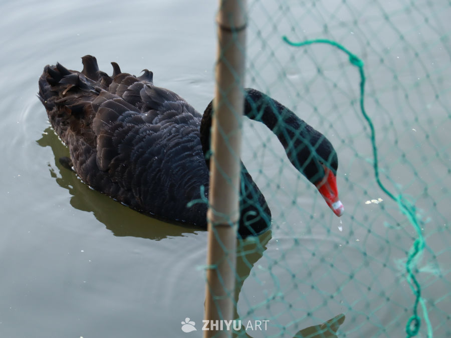 家禽养殖 黑天鹅素材