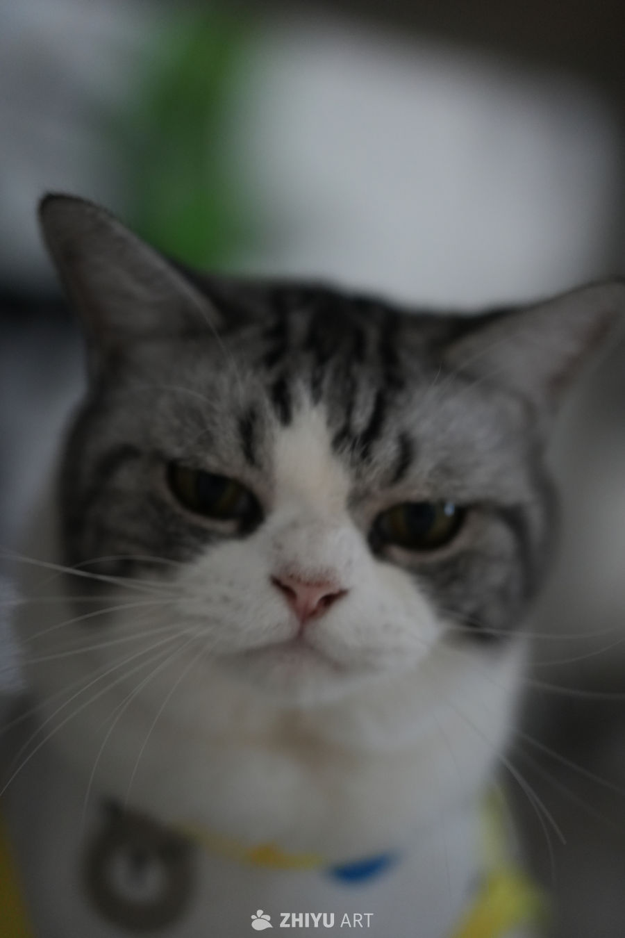 猫咪 13