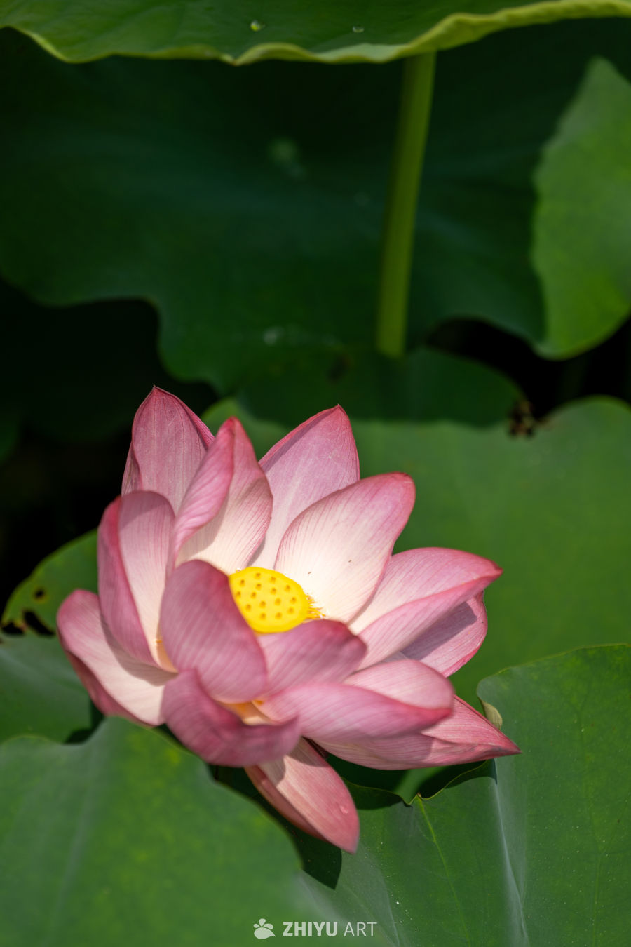 荷花 164