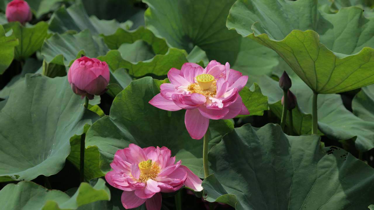 荷花 56
