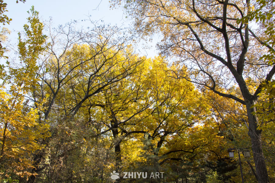 城市公园秋景