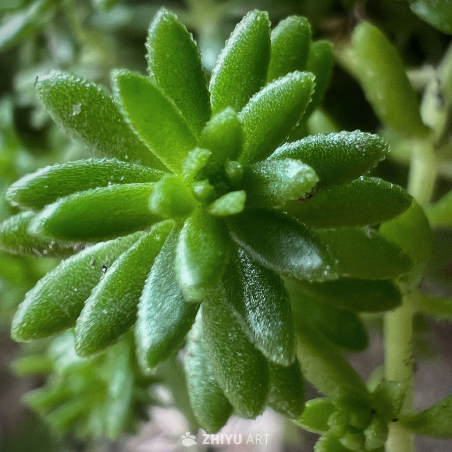 拍这垂盆草，就想留住这股子生机劲