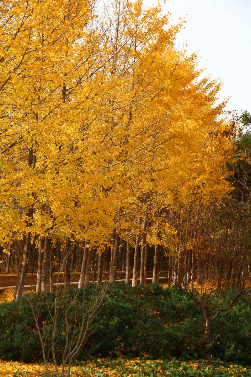 风景 12
