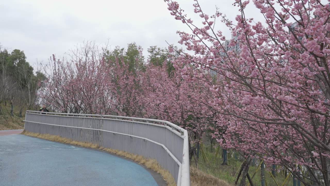 樱花下的慢跑