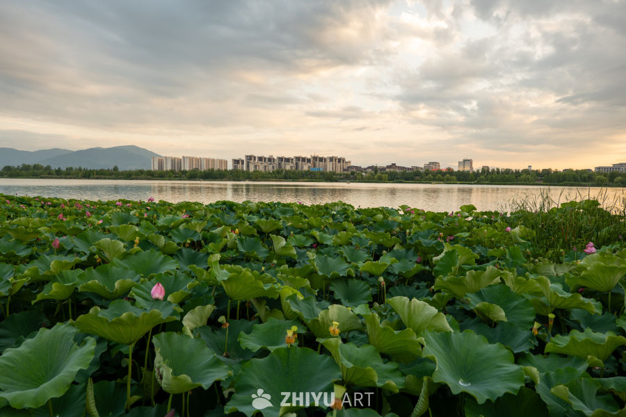 夕阳下的大桥 3