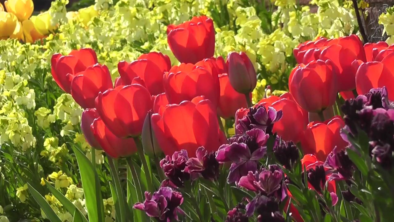 开花郁金香花园鲜花花瓣