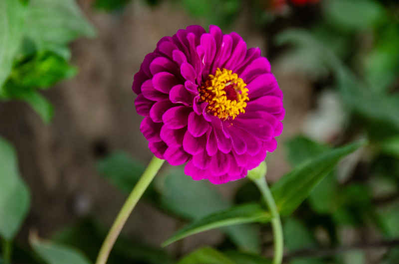 波斯菊