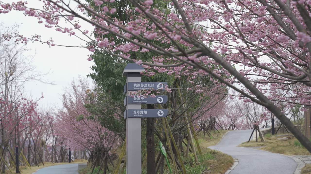 樱花下的指引