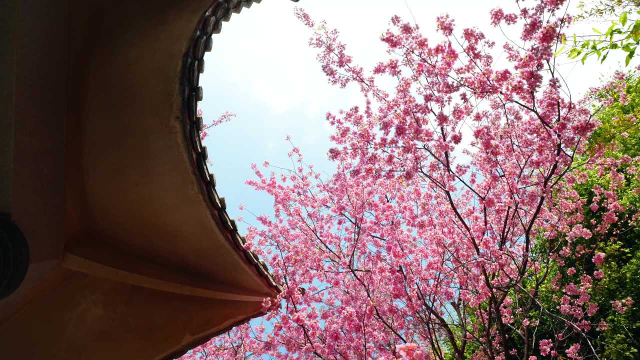 春日樱花与古屋