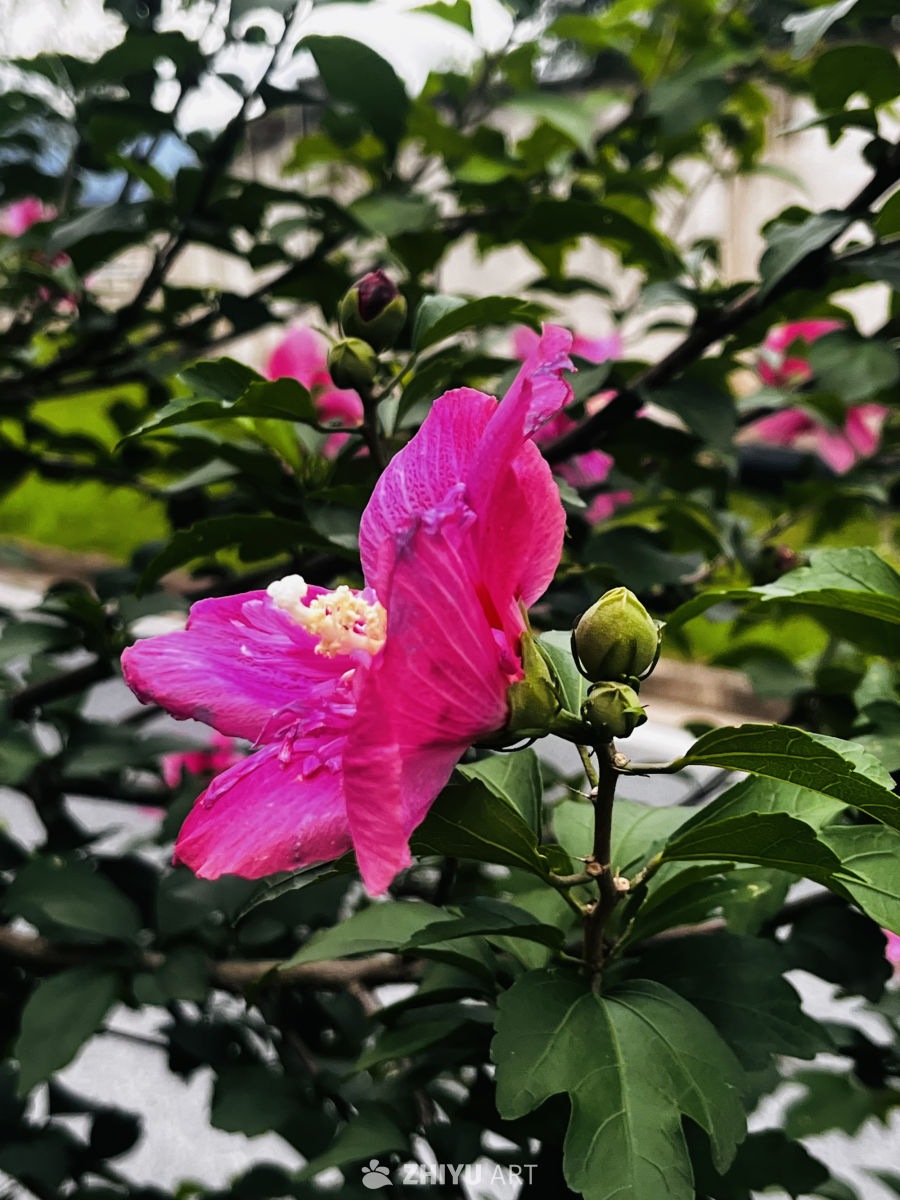 绽放的粉色芙蓉花
