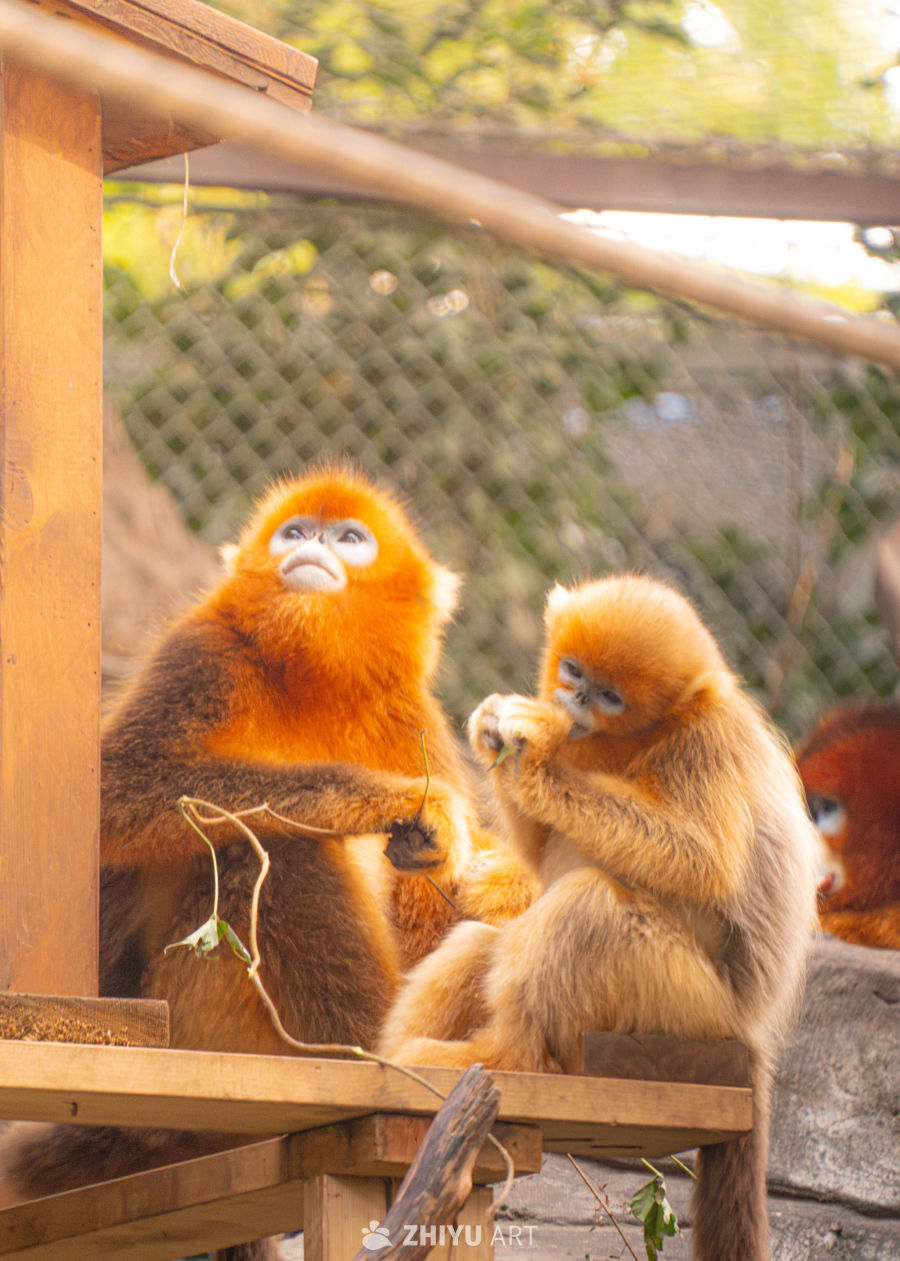 金丝猴母子温馨一刻