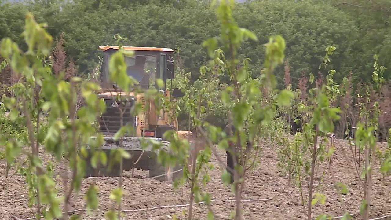 种植水果