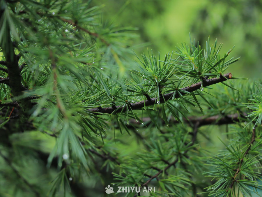 雨后松针