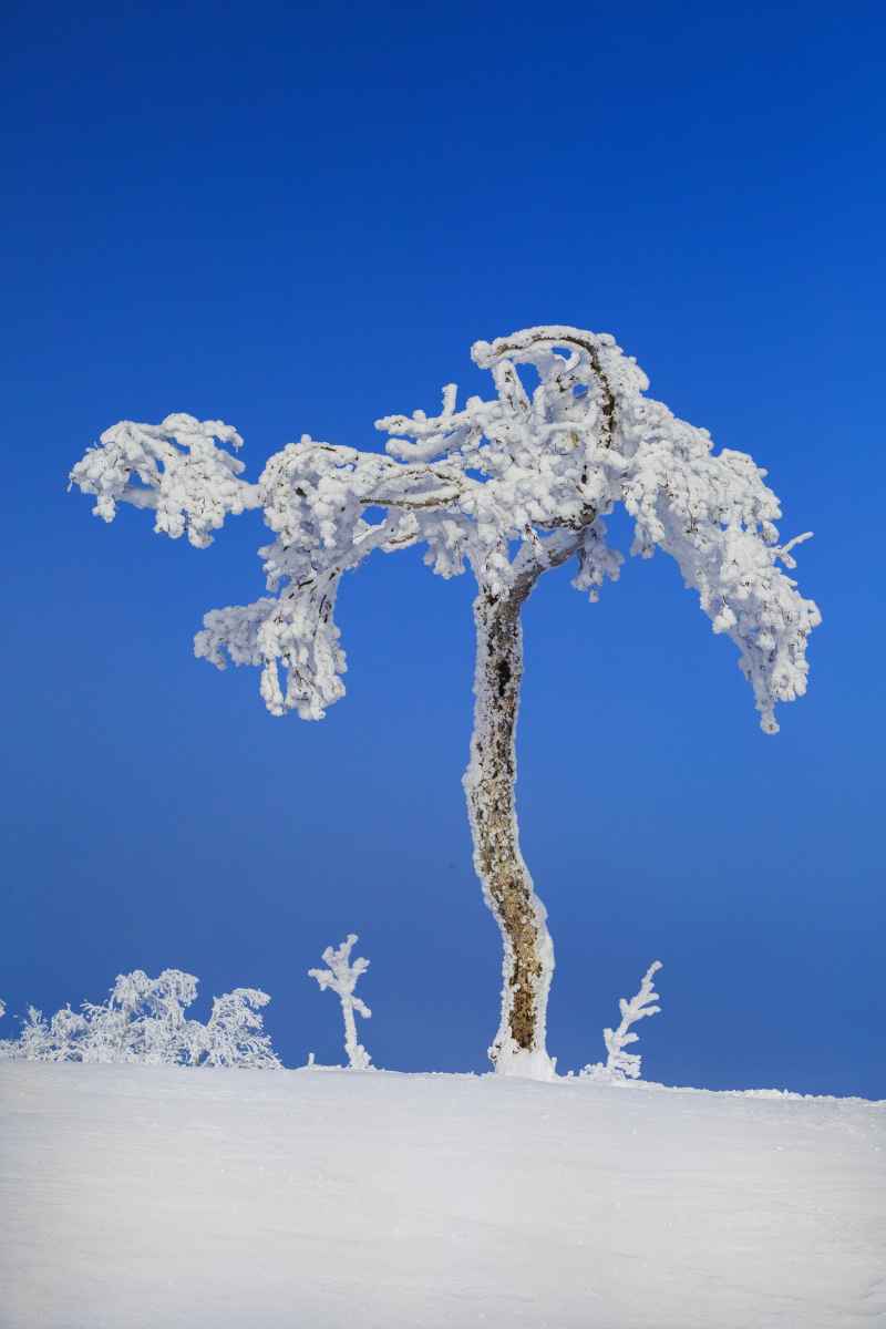 呵护 高山 雾凇 冬天 冬季 雪景 奇观 大海 航拍 天空
