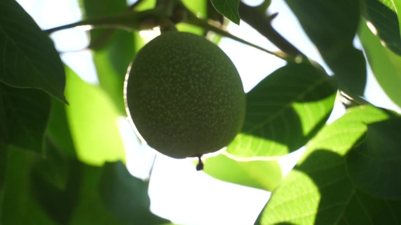 阳光下的果实