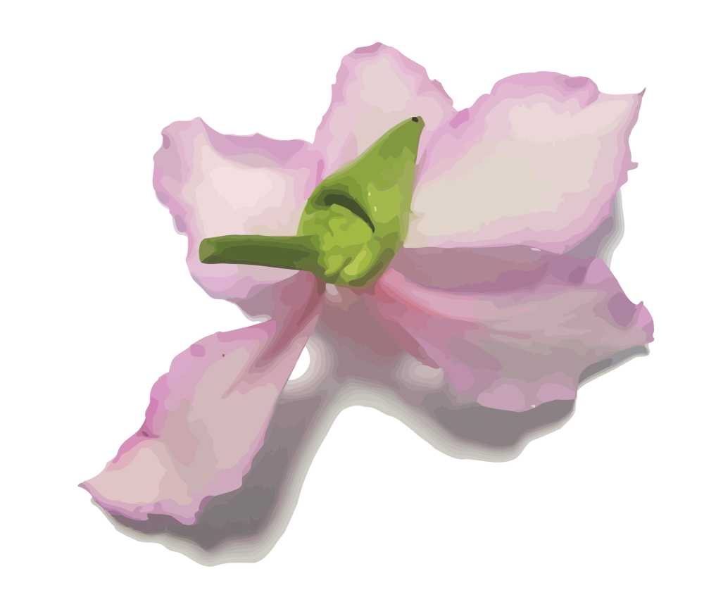 【矢量图】紫荆花背面（有影子）