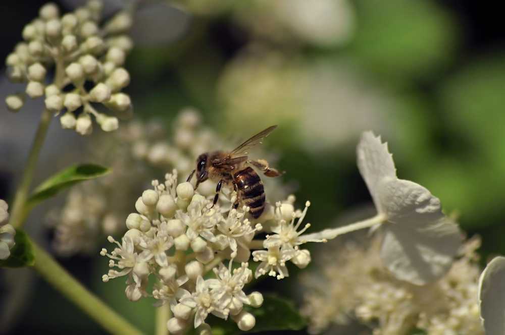 鲜花白蜜蜂花蜜