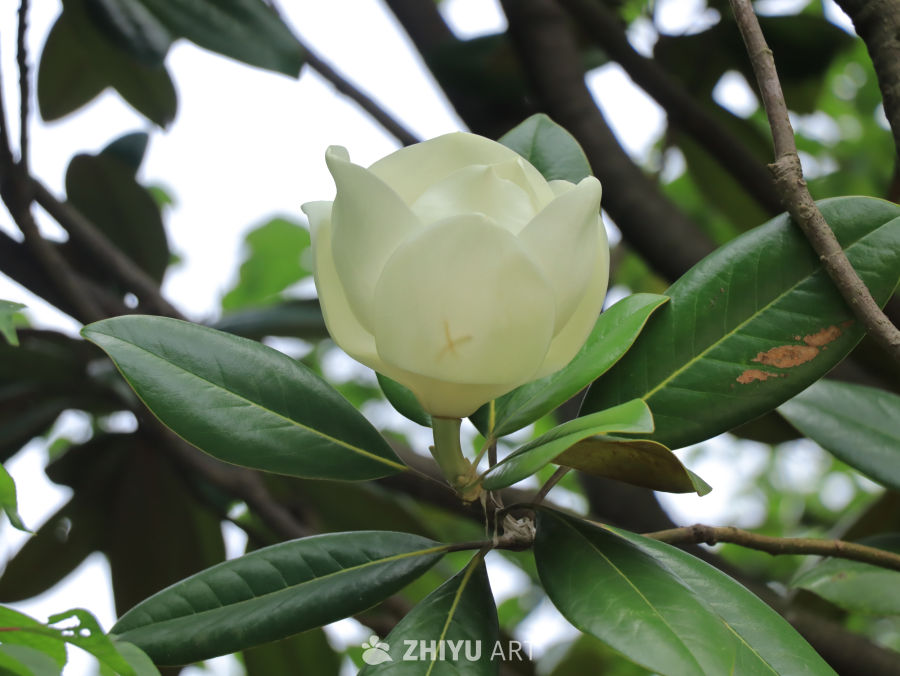 白玉兰花绽放