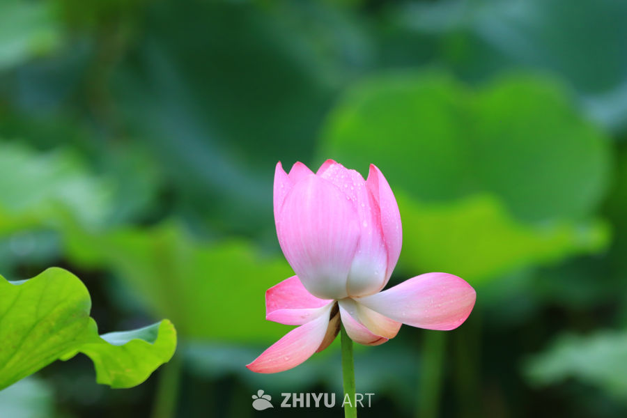 盛夏荷花 59