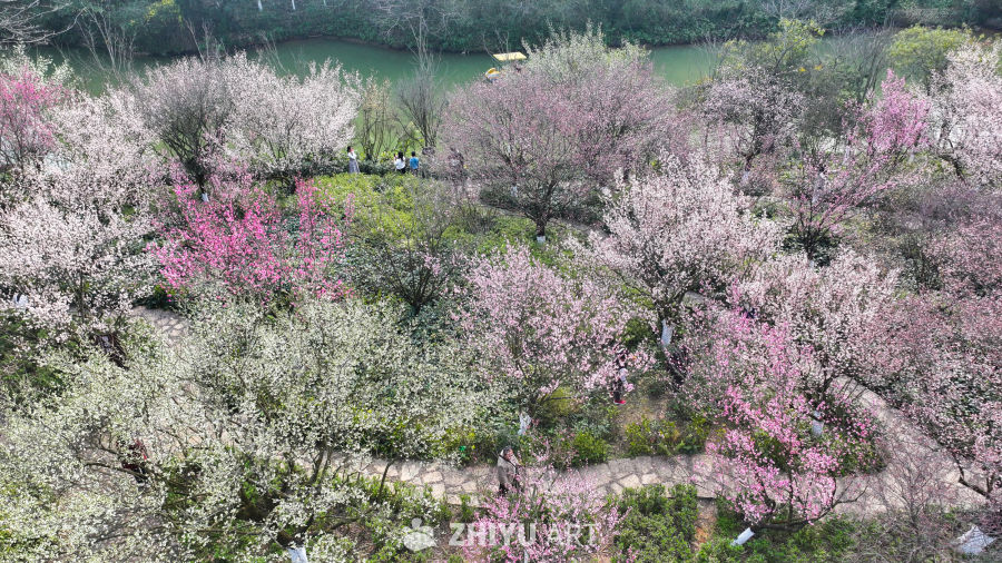盛开的梅花  大美自然风景 8