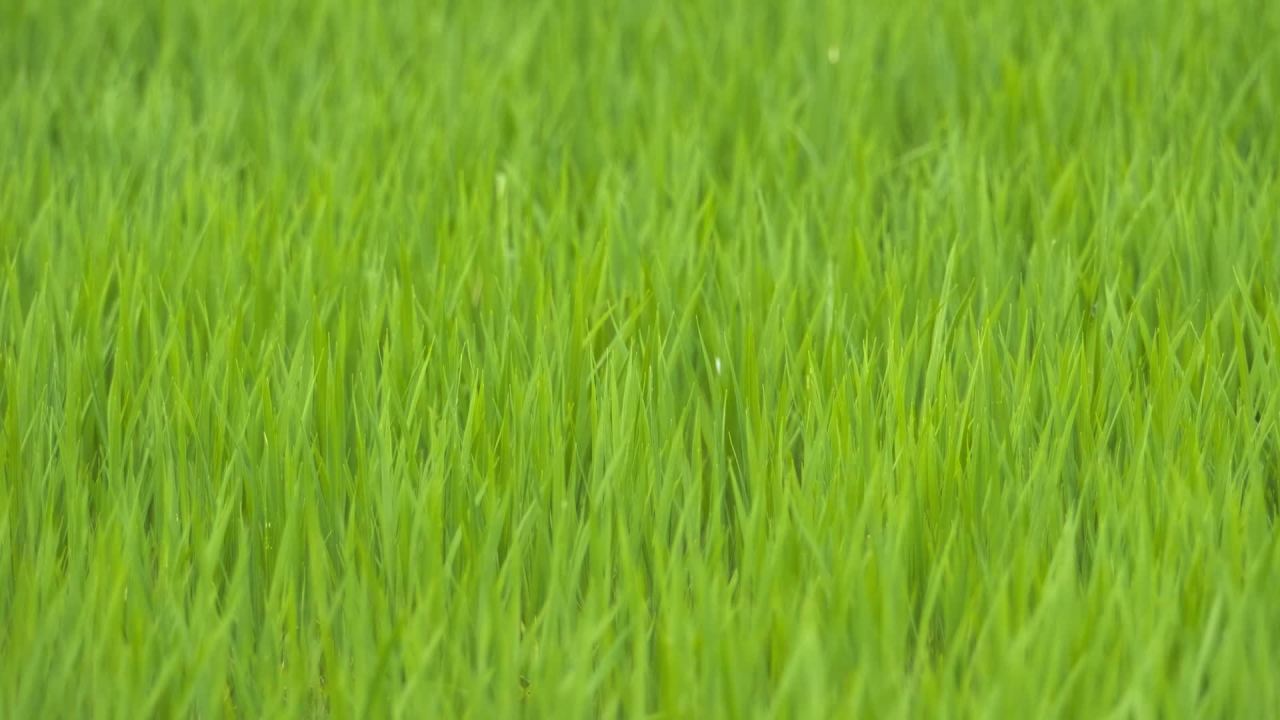 农村水稻田野粮食庄稼 26