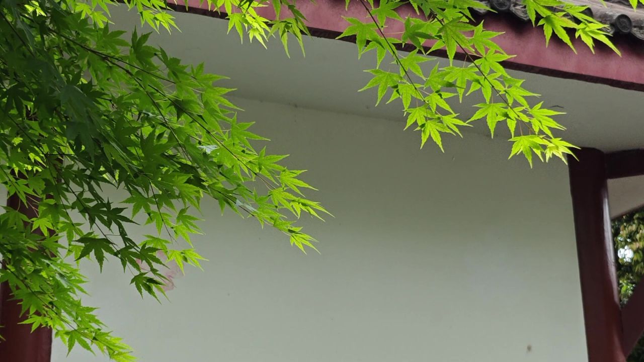 屋檐枫叶