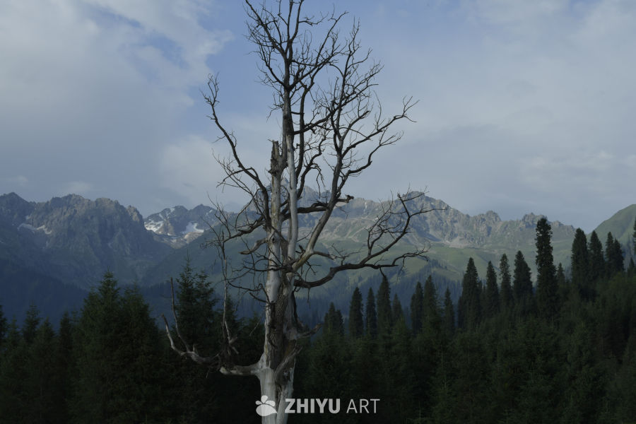 孤树与山林