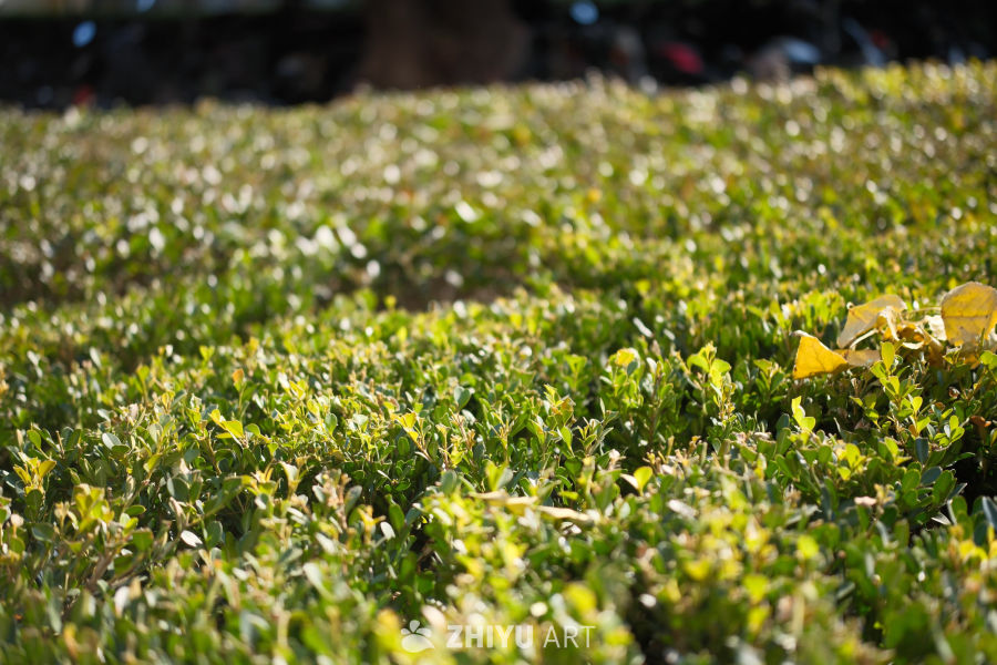 阳光下的绿植灌木