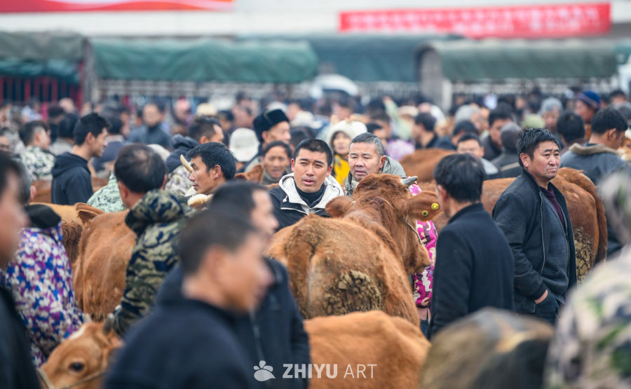 航拍贵州畜牧交易市场 牛市交易 5