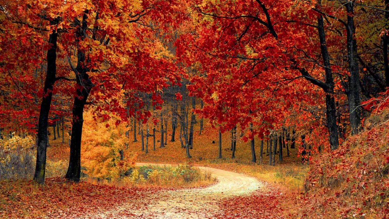 秋秋天叶叶子森林颜色季节自然树感恩十月红色橙色木材多彩