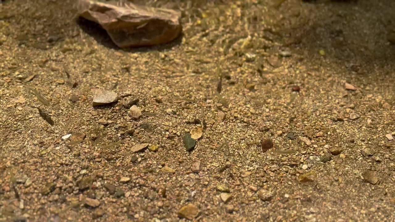 鱼在水中游 2