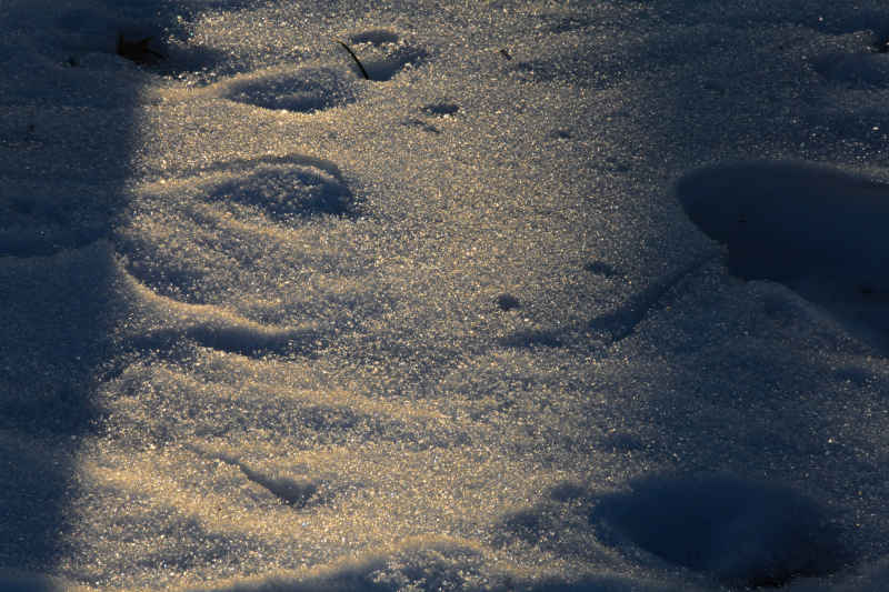 雪后 8