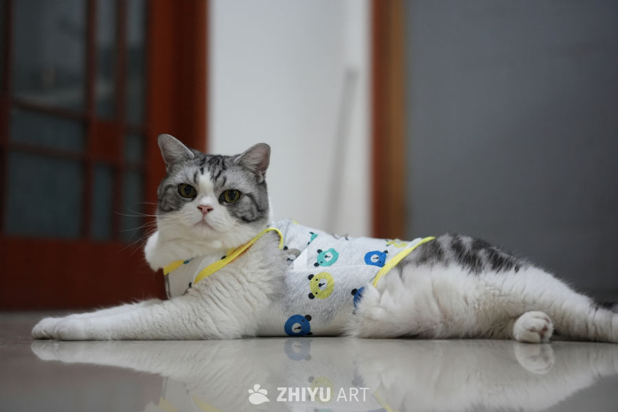 猫咪 26