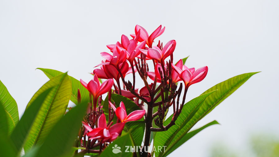 红花绿叶的春天
