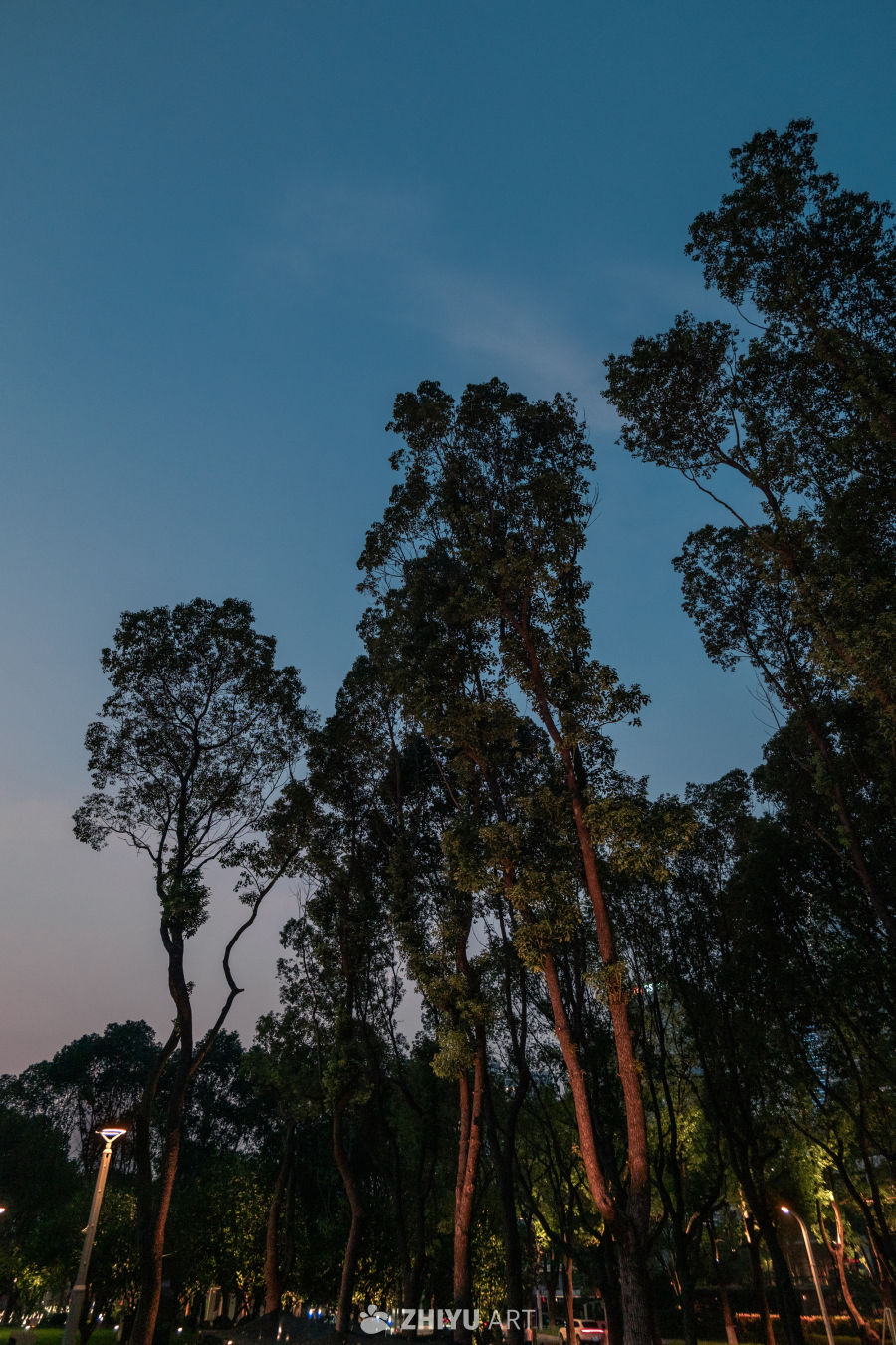 黄昏时分的静谧树林