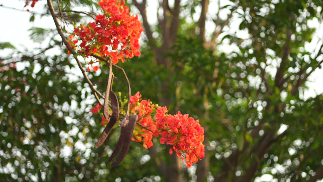 凤凰花 2
